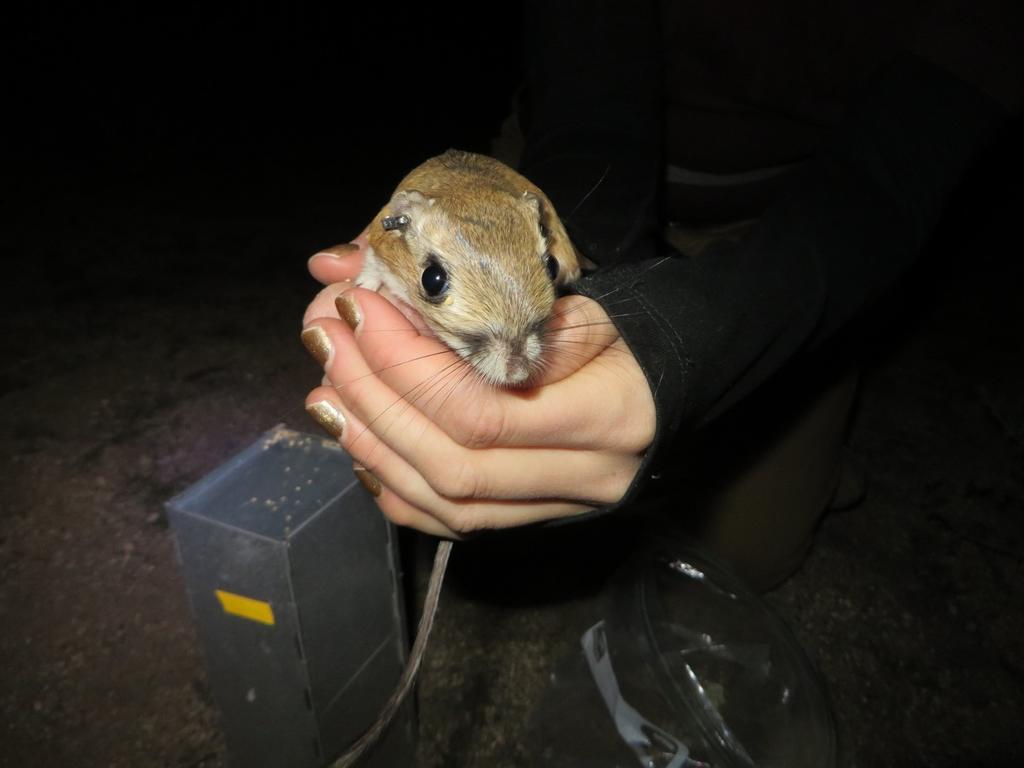 How to catch a kangaroo rat San Diego Zoo Wildlife Alliance